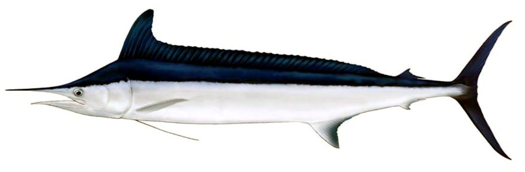 Tetrapturus belone_02.jpg